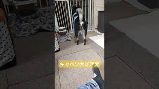 キャベツが好きすぎる柴犬 shorts 黒柴エース 柴犬 [upl. by Hinkle]