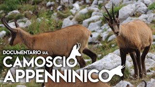 ALLA RICERCA DEI CAMOSCI DABRUZZO  Documentario  Parco Nazionale della Majella [upl. by Templer271]