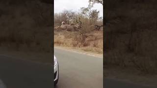 Greater Kudu Jumping [upl. by Stephi]