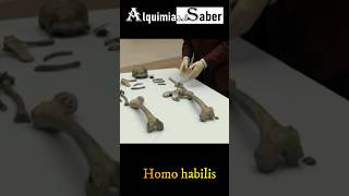 Homo habilis  Alquimia del Saber  Sh68 prehistoria historia prehistorico curiosidades [upl. by Ydnas789]