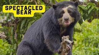 All About Spectacled Bears for Children Spectacled Bear Facts for Kids 2023 [upl. by Raynell74]