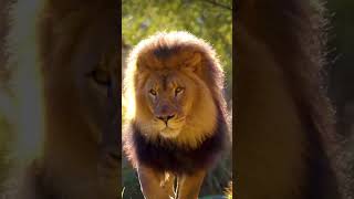 The Greatest Fights In The Animal Kingdom Part 1  BBC Earth [upl. by Rehpotsirc651]