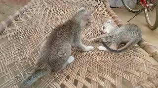 kitten cat crazy fighting funny moments 😱🙂 [upl. by Aleetha440]