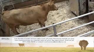 Gladstone Auction Mart Live Stream [upl. by Esinaj]