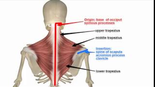 Two Minutes of Anatomy Trapezius [upl. by Ancel]