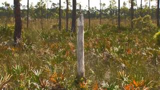 Everglades Mountains and Valleys Pine Rockland [upl. by Eseekram643]