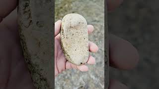 Nice Petoskey Stone Hexagonaria Coral Fossil petoskey hexagonaria coralfossil [upl. by Aryas]