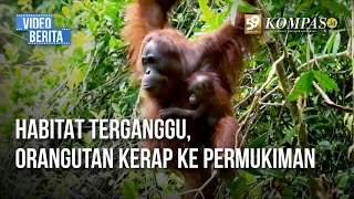 Orangutan “Setinggi Rumah” di Kaltim Hoaks dan Fakta di Baliknya [upl. by Ailee650]