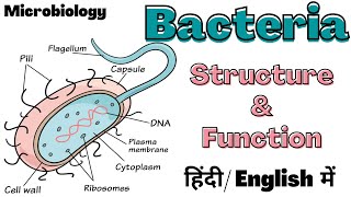 Bacteria  Structure and Function  Microbiology  Hindi [upl. by Yong]