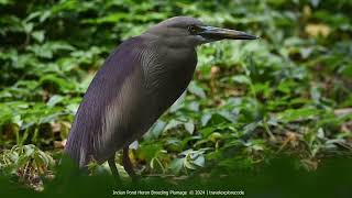 Indian Pond Heron in Breeding Plumage [upl. by Llessur]