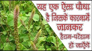 Chirchita ke tantra vidhya amp Benefits [upl. by Tuorah156]