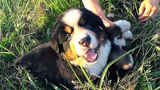 Nos petits chiots Bouvier Bernois sont de vraies peluches  ❤️ [upl. by Conner]