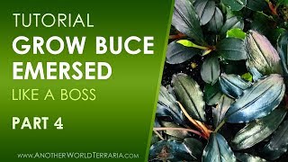 Grow Buce Emersed Like a Boss  Part 4 [upl. by Nylikcaj]