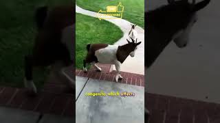 Myotonia Congenita  The Fainting goat [upl. by Eimaj]