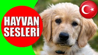 Hayvanlar ve Hayvan Sesleri  Çocuklar ve Bebekler için Türkçe Okul Öncesi Eğitici Video [upl. by Crofton80]