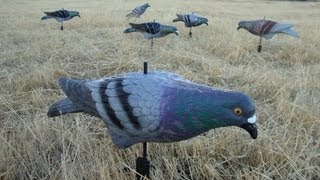 Best Pigeon Decoys Ever the SNM Rock Full Body [upl. by Kwei]