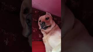 Mujhe bss sone do🐶 brodythelab labrador doglover love cute [upl. by Aenel723]