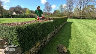 HEDGE Renovation This Lonicera Hedge NEEDS SERIOUS HELP [upl. by Wally984]