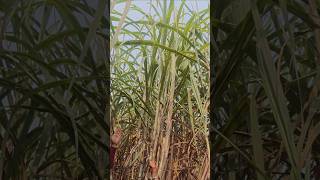 15027 shorts yuganshfarming agriculture viralvideo ytshorts sugercanefarmingtrendingshorts [upl. by Heindrick]