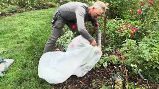 Gardeners Almanac Removing Rose Rosette Disease Infected Plants [upl. by Latreese828]