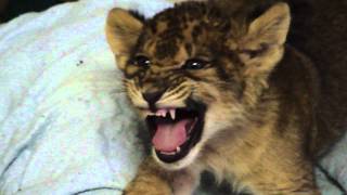 Lion Cub Gives Us His Best Roar [upl. by Gnolb925]