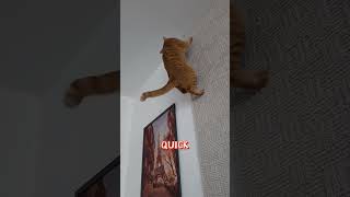 Cat Ninja Master of Gravity cat pets funny [upl. by Guevara]