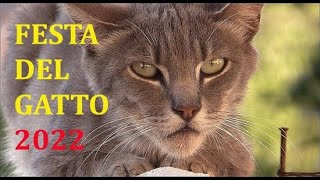 Festa Nazionale del gatto 17 Febbraio 2022 giornata dei gatti la dolcezza dei loro atteggiamenti [upl. by Eisdnyl783]