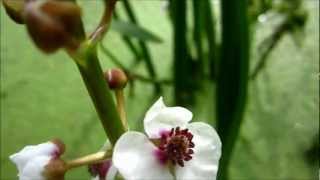 Arrowhead Sagittaria Sagittifolia  20120902 [upl. by Sakmar]