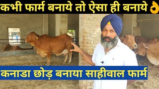 कनैडा छोड़ बनाया देसी साहीवाल गाय डेयरी फार्मHow To Start Desi Sahiwal cow Dairy Farm in india [upl. by Homans932]