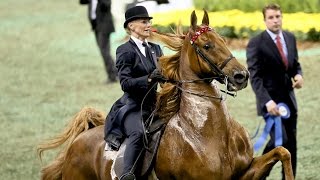 CH Bravo Blue  2015 UPHA American Saddlebred Open FiveGaited Horse of the Year [upl. by Becht]