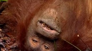 Rescuing a Wild Orangutan  Orangutan Diary  BBC Earth [upl. by Ennaecarg]