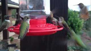 Hummingbirds Feeding at Dawn [upl. by Nyllaf]