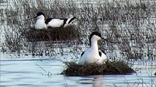 Жажда жизни  Recurvirostra avosetta L  Avocet Pied Avocet [upl. by Jann]