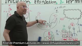 Ribosomes Structure and Function [upl. by Ad]