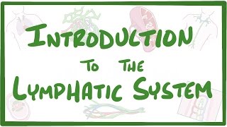 Introduction to the Lymphatic System [upl. by Nnairak]