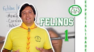 Especialidade de Felinos  Parte 12 [upl. by Ikim]