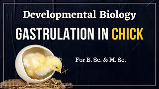 Gastrulation in chick  Developmental Biology [upl. by Airotnahs]