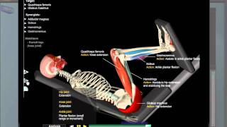 Leg Press Anatomy [upl. by Ariel949]