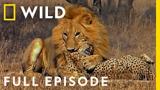 Male Lions Brutally Attack Cheetahs Full Episode  Cat Wars Lion vs Cheetah  Serengeti [upl. by Kimbra774]