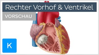 Herz Rechter Vorhof und Ventrikel Vorschau  Kenhub [upl. by Llertak5]