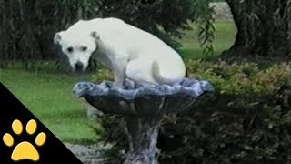 Labradors Are Awesome Compilation [upl. by Yrojram]