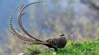 Reeves Pheasant  Syrmaticus reevesii  birds [upl. by Brina226]