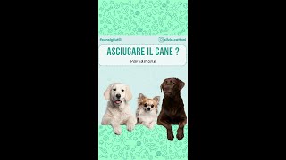 ASCIUGARE IL CANE [upl. by Stanwinn]