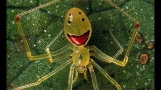 22 Most Bizarre Spider Species [upl. by Akcirret]