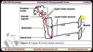 Pyramidal amp Extrapyramidal tracts 32024 by Dr Khaled A Abulfadle [upl. by Werra]