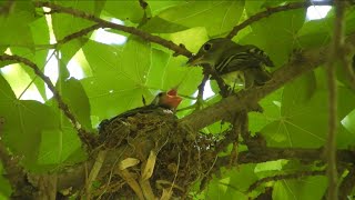 Acadian Flycatcher feeds Cowbird chick [upl. by Sualocin]