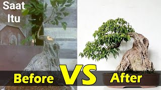 TAHAPAN PANJANG  Membuat Bonsai Beringin Benjamina Make Ficus Bonsai Step by step by Kang Cucu [upl. by Reniti781]