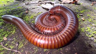 millipede reproduce through their mouths 👄 millipede insects [upl. by Ynnek]