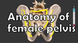 Anatomy of female pelvis inlet cavity and outlet on 3D model [upl. by Dorcea]