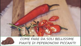 Semina e coltivazione del Peperoncino piccante [upl. by Eimarej]